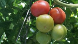 Uprawa, nawadnianie i ochrona biologiczna pomidorów malinowych
