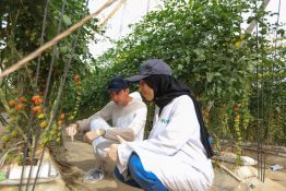Wizyta w grupie Azura - uprawa pomidorów w Maroku