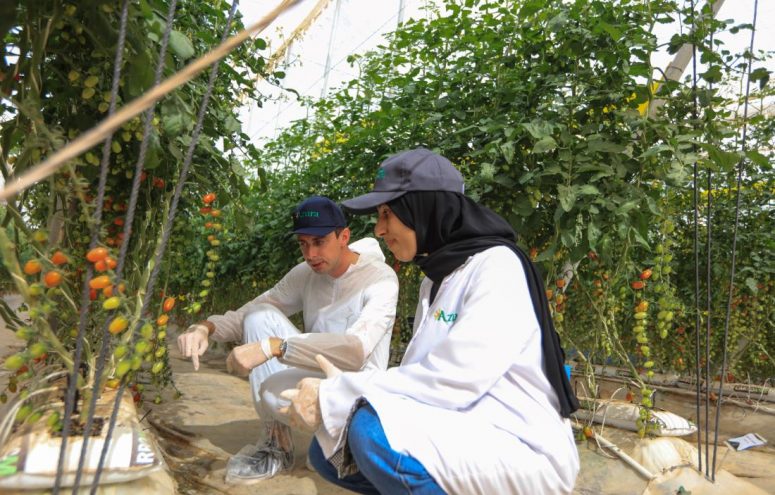 Wizyta w grupie Azura - uprawa pomidorów w Maroku