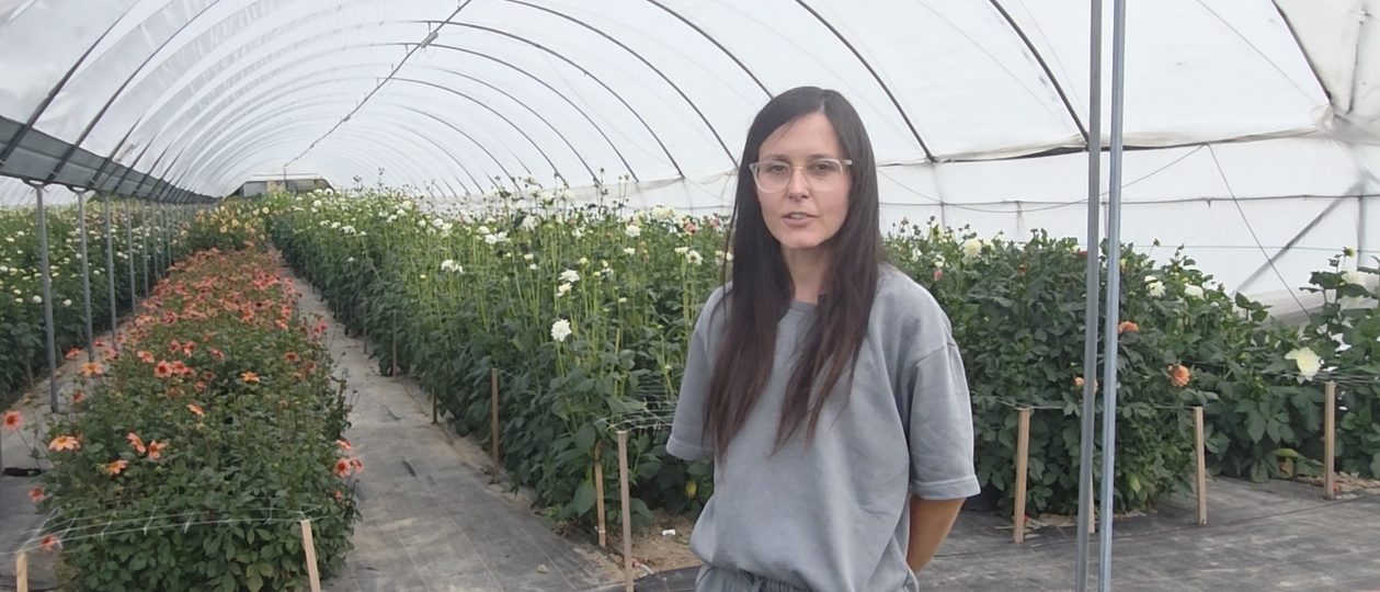 Pod Groblą rosną dalie!