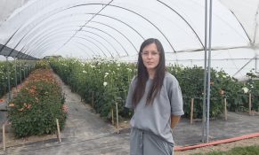 Pod Groblą rosną dalie!